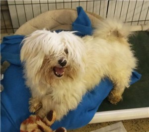 Coda - Male Maltese type mix, needs neutering, dental, grooming