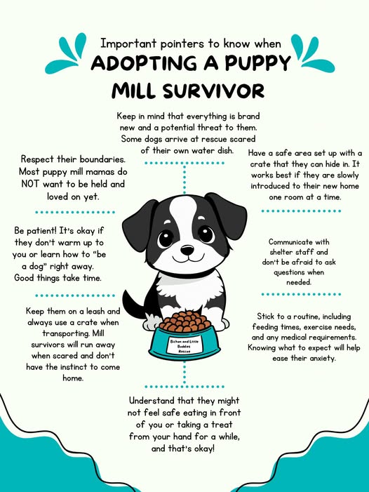 adopting survivor
