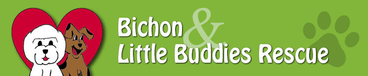 Bichon and Little Buddies Rescue
