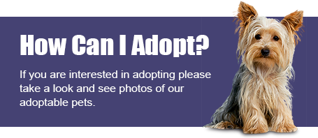 How Can I Adopt?